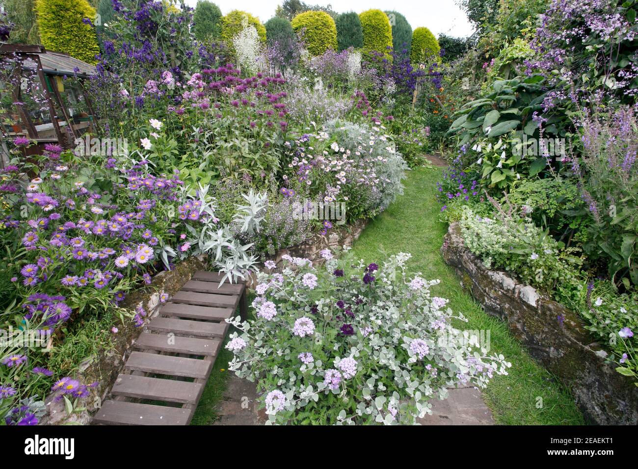 Silver salvia hires stock photography and images Alamy