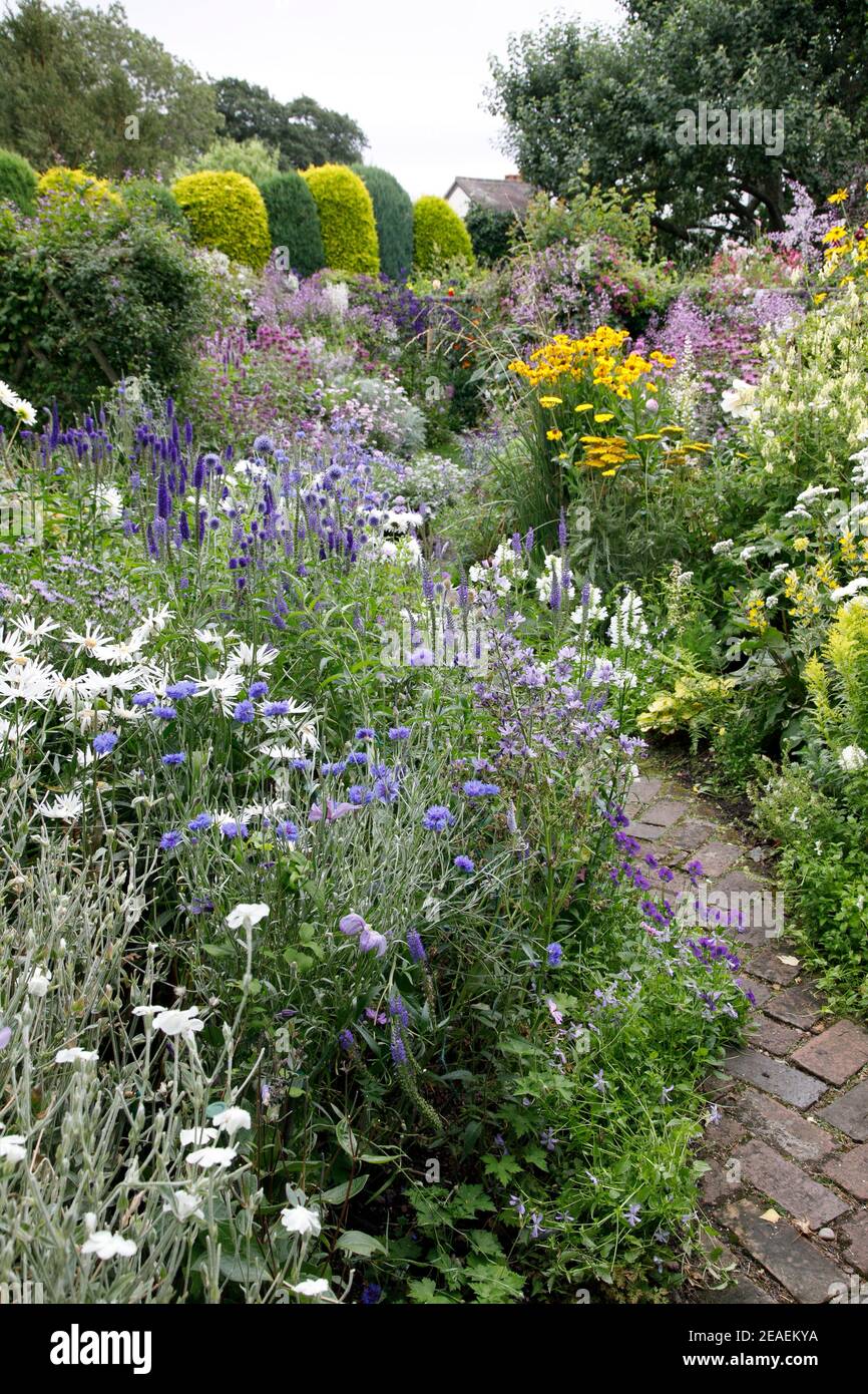 a brick path winds through a profusion of summer flowers at Grafton Cottage, Barton-Under-Needwood, Staffordshire, NGS, July Stock Photo