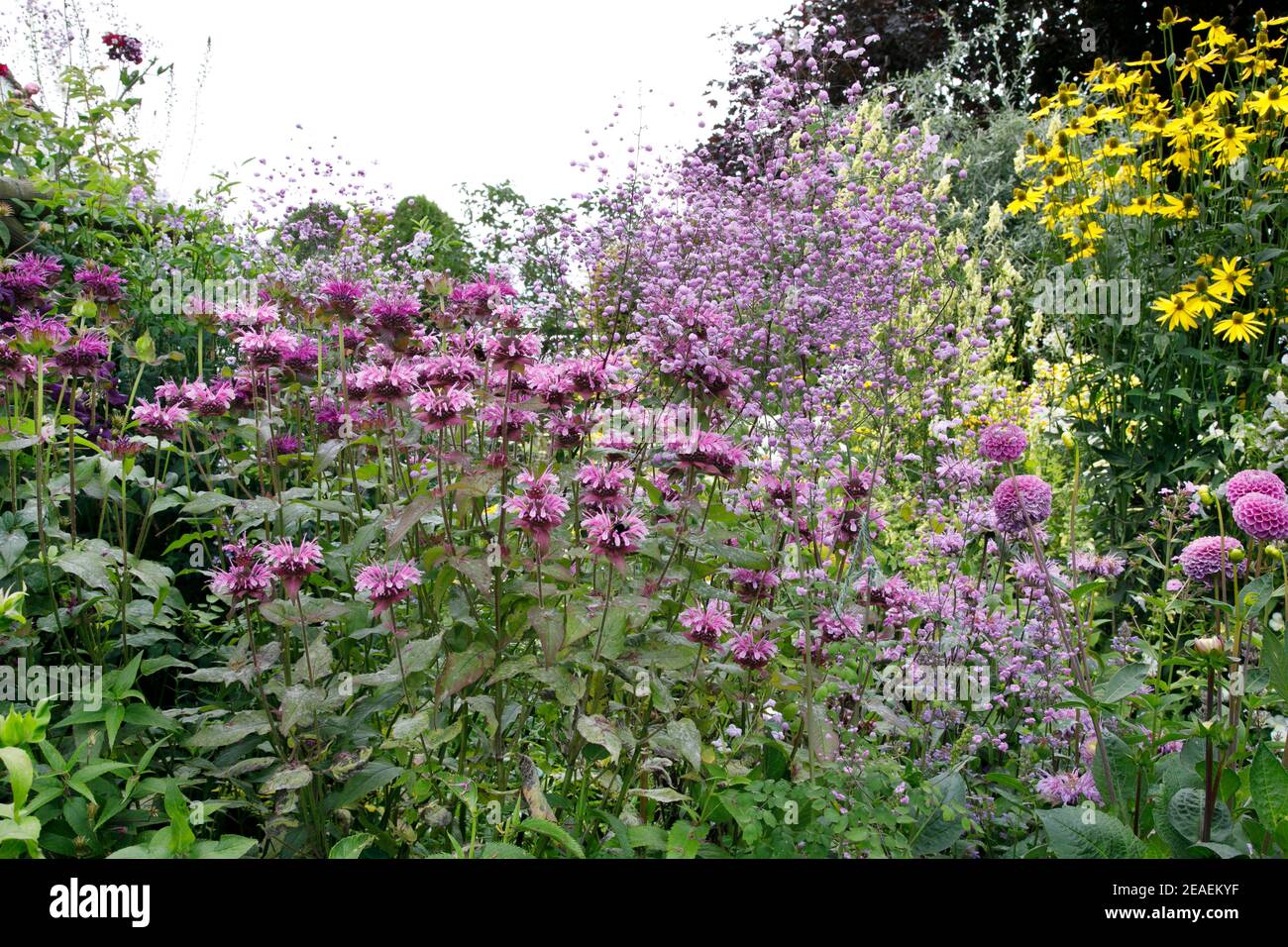 profusion of pink monarda and thalictrum flowers at Grafton Cottage, Barton-Under-Needwood, Staffordshire, NGS, July Stock Photo
