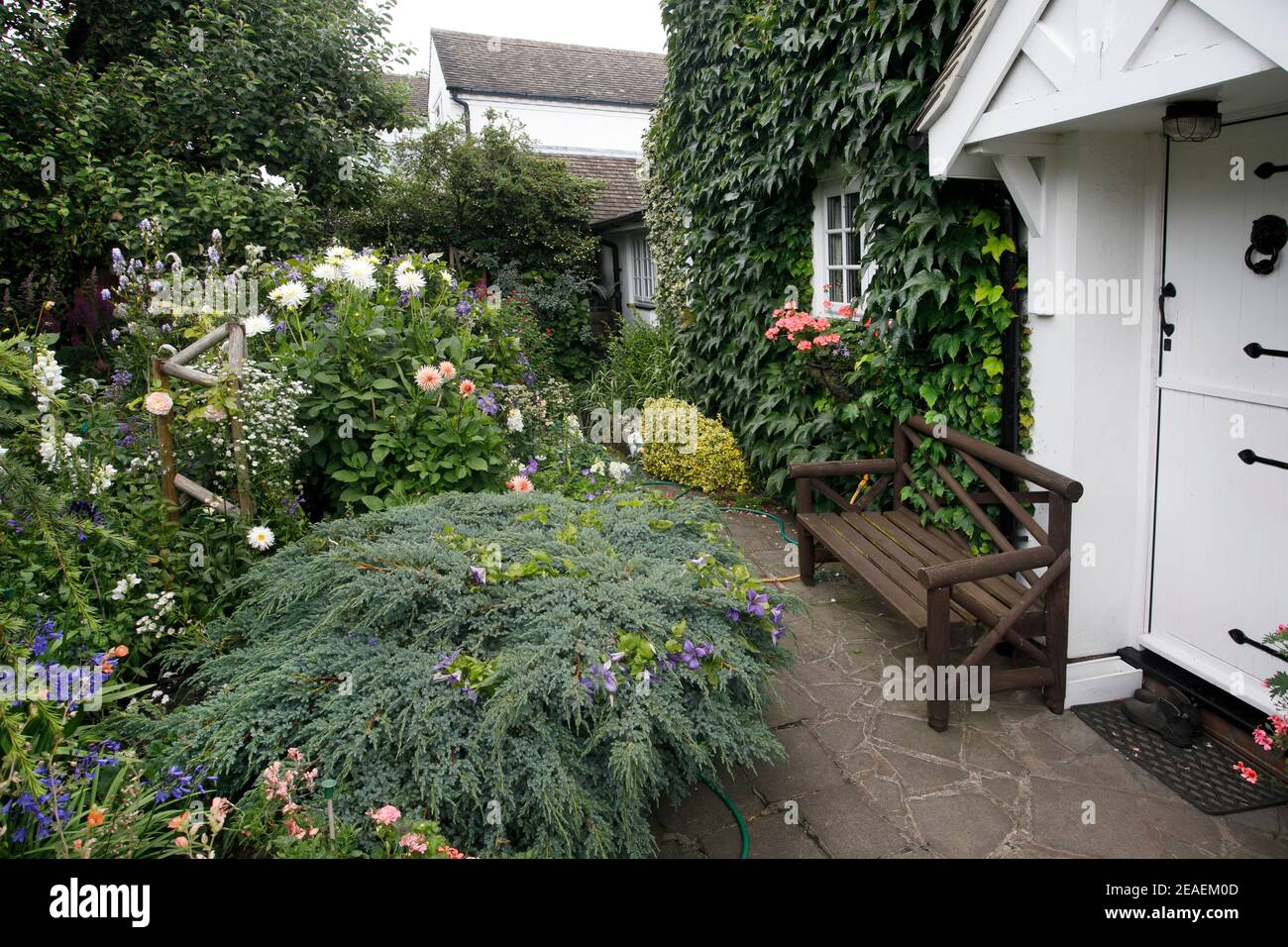 juniper and summer flowers at Grafton Cottage, Barton-Under-Needwood, Staffordshire, NGS, July Stock Photo