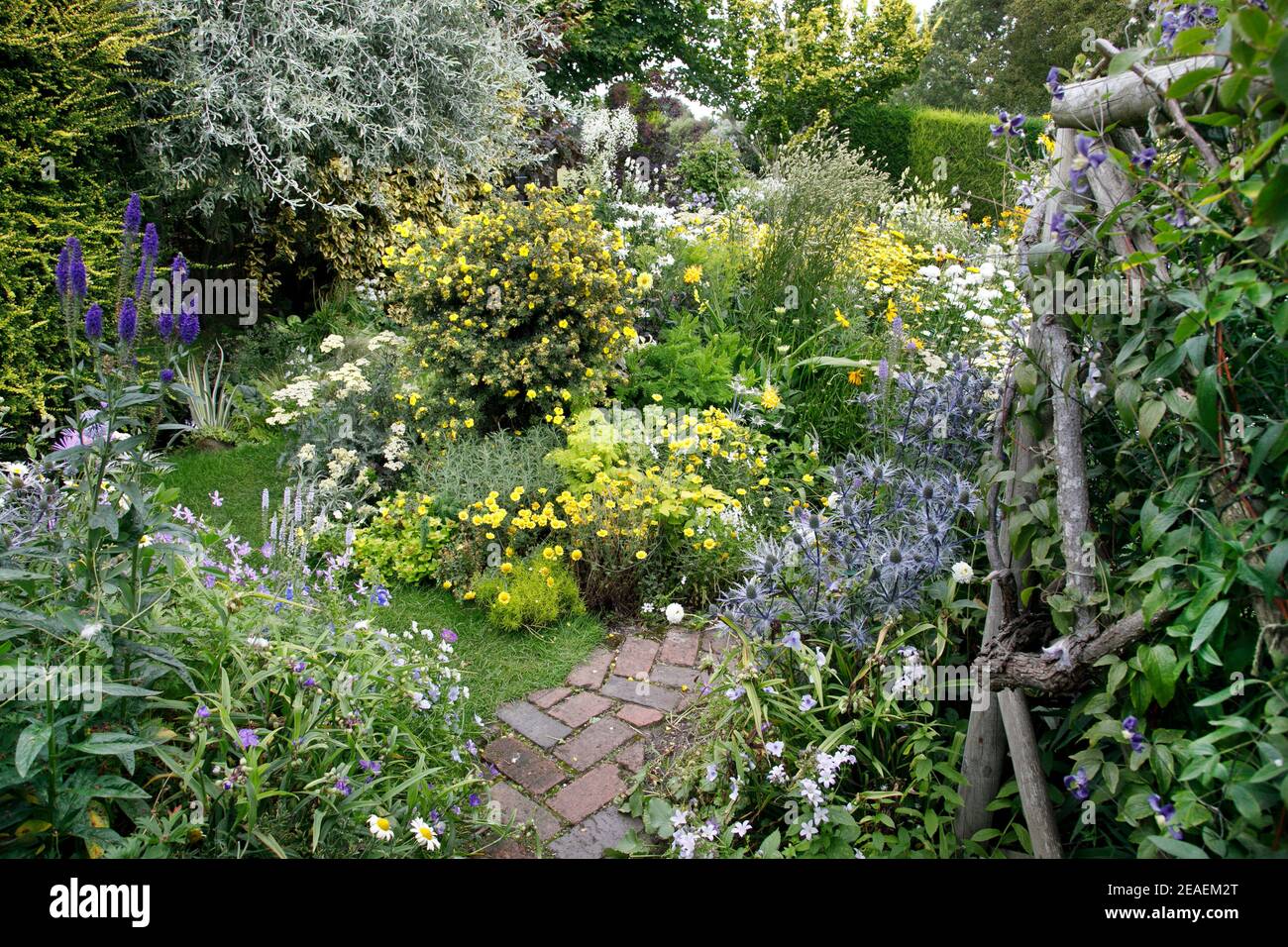 Epilobium angustifolium album hires stock photography and images Alamy