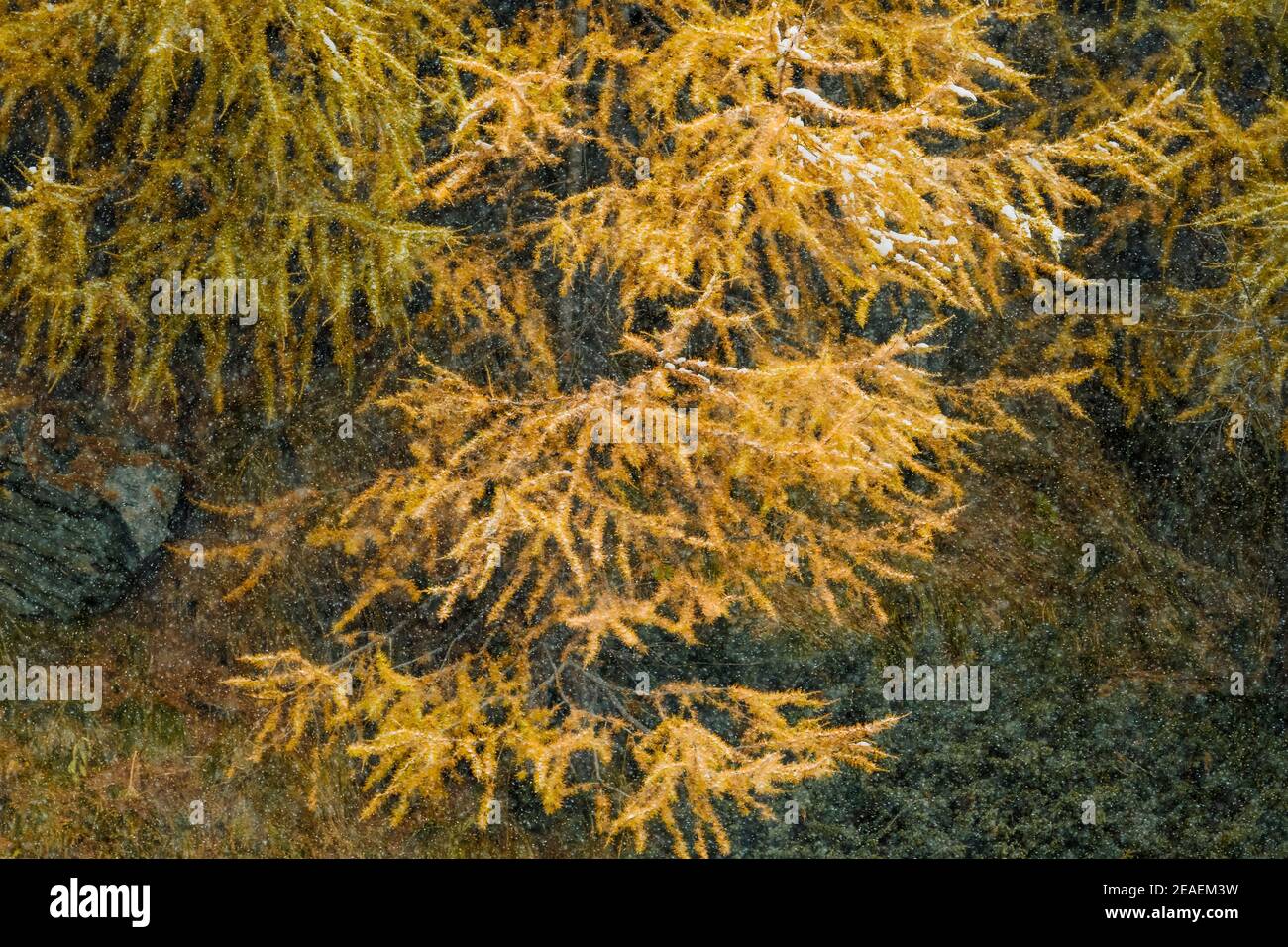 Larch branch in snowfall hi-res stock photography and images - Alamy
