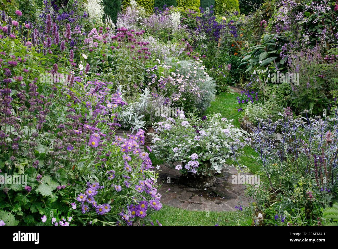 Salvia verticillata purple rain hires stock photography and images Alamy