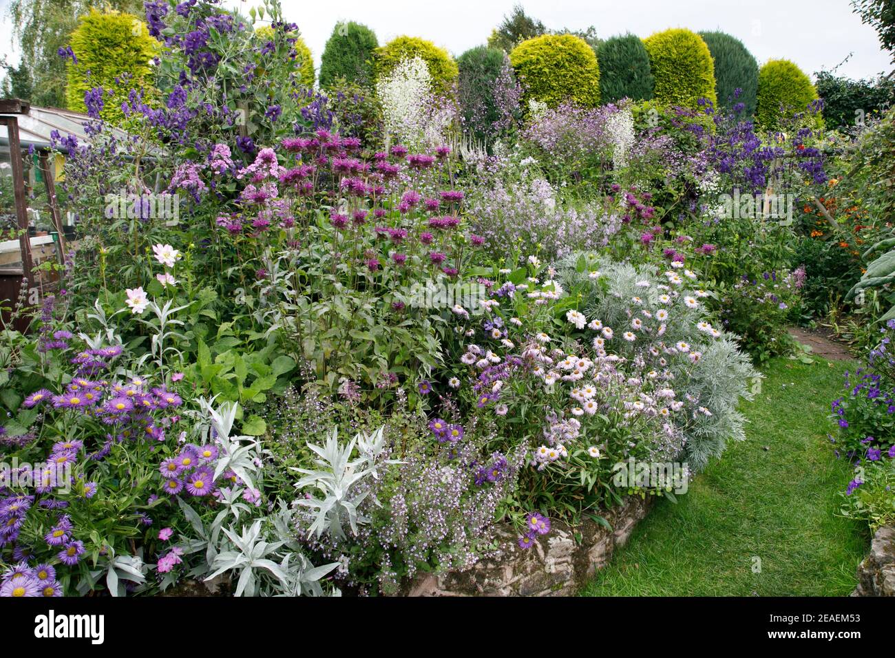 Thalictrum rochebrunianum hires stock photography and images Alamy