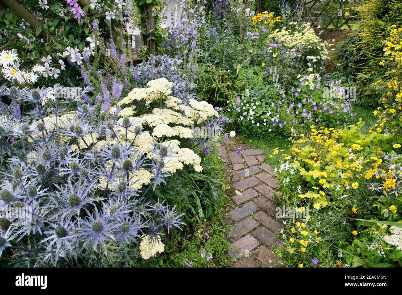 achillea and eryngium at Grafton Cottage, BartonUnderNeedwood