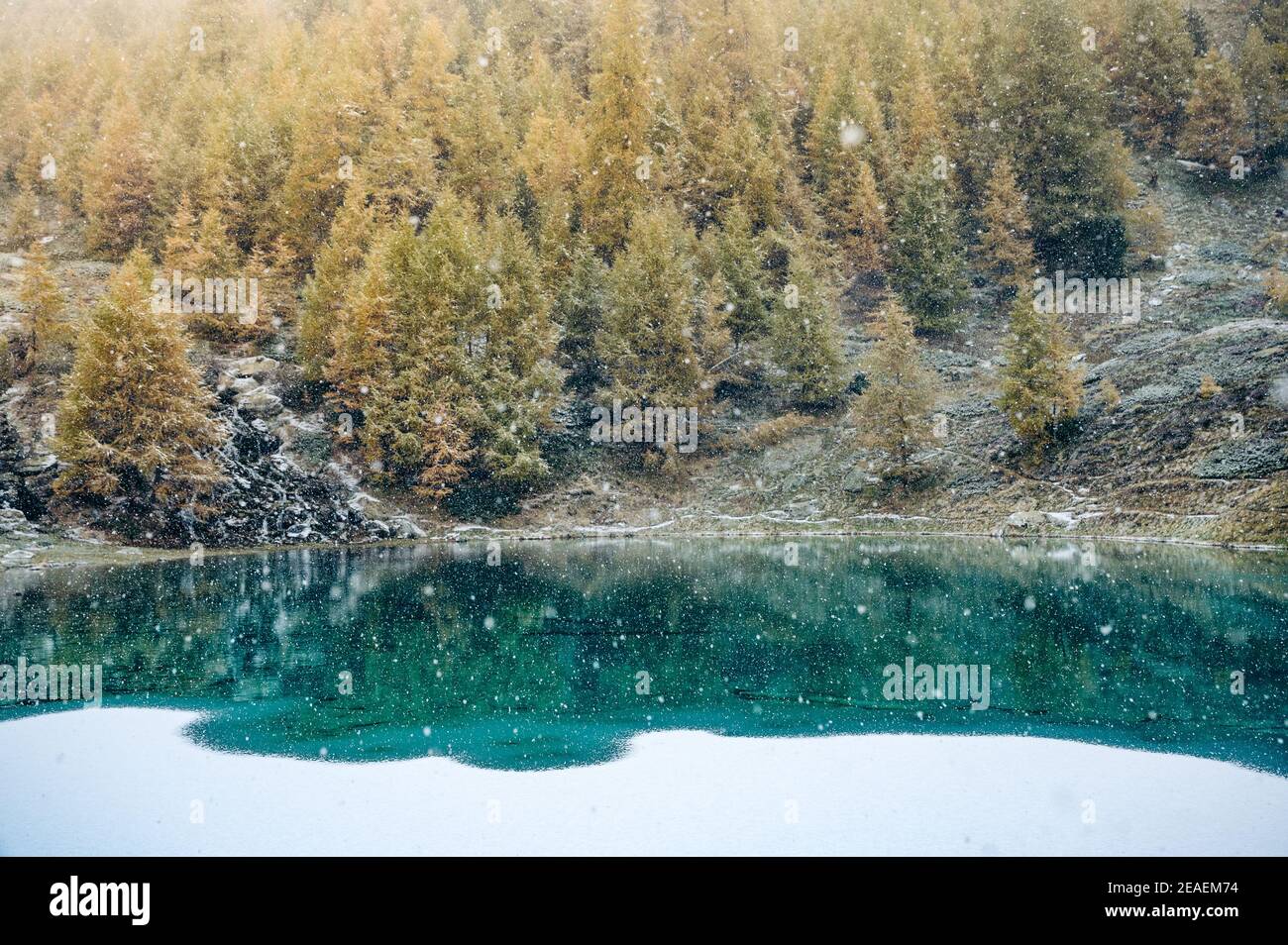 Snowfall in the larch forest hi-res stock photography and images - Alamy