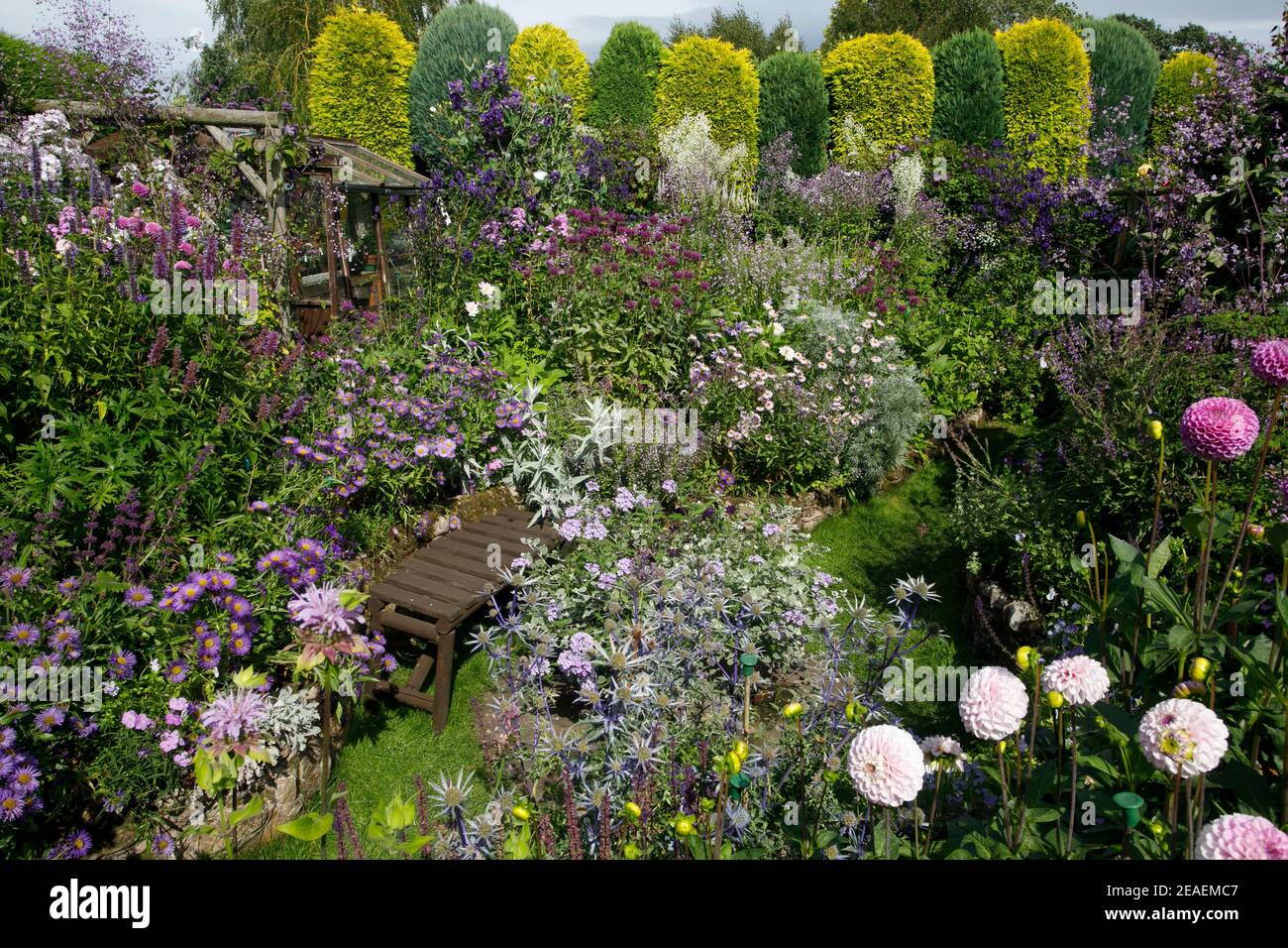 Thalictrum rochebrunianum hires stock photography and images Alamy