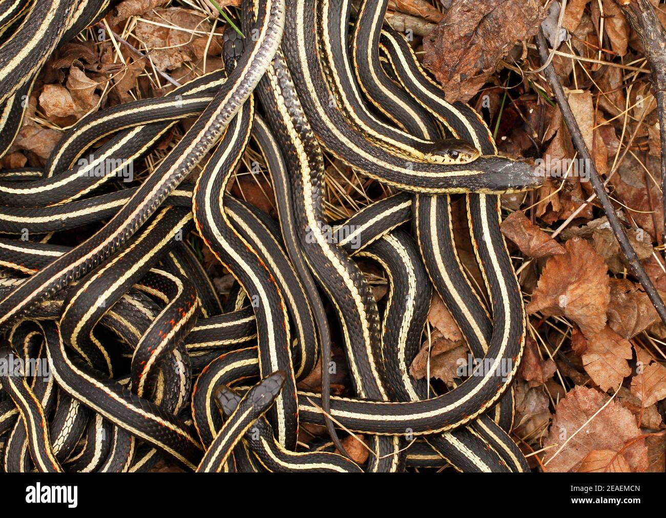 Group of male red sided garter snakes, Thamnophis sirtalis parietalis, trying to mate with bigger female at the Narcisse Snake Dens, Manitoba, Canada. Stock Photo