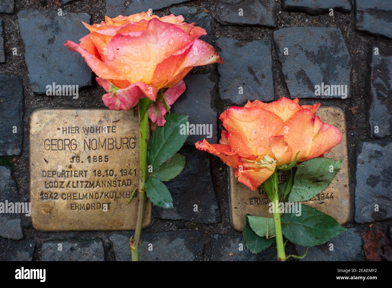 Roses laid on Stolperstein memorials to Holocaust victims in Berlin Stock Photo