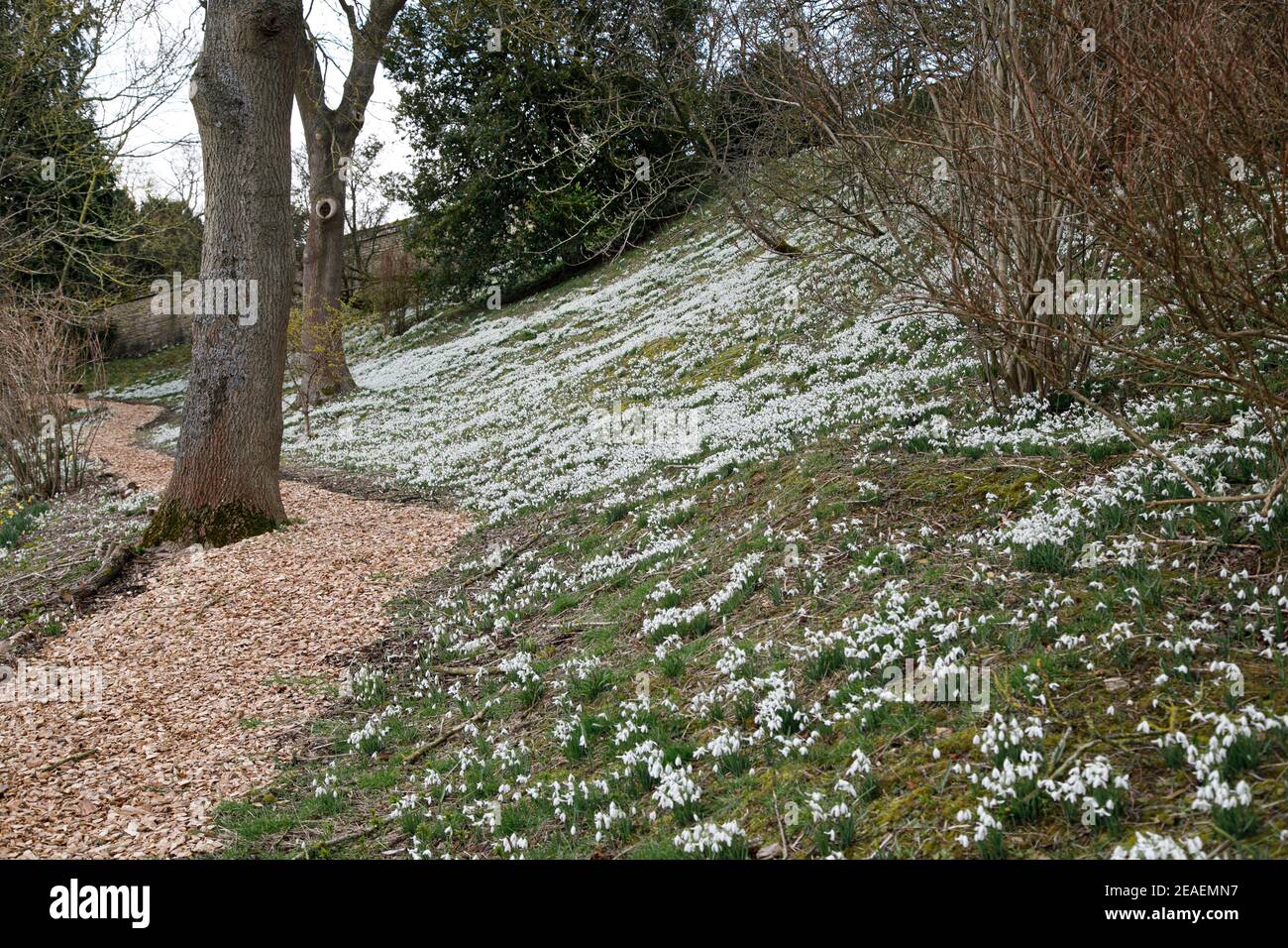snowdrops at Easton Walled Garden, Lincolnshire, February Stock Photo