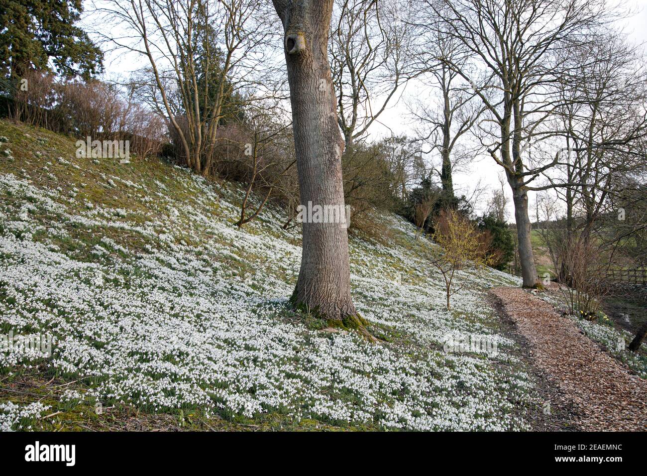 snowdrops at Easton Walled Garden, Lincolnshire, February Stock Photo