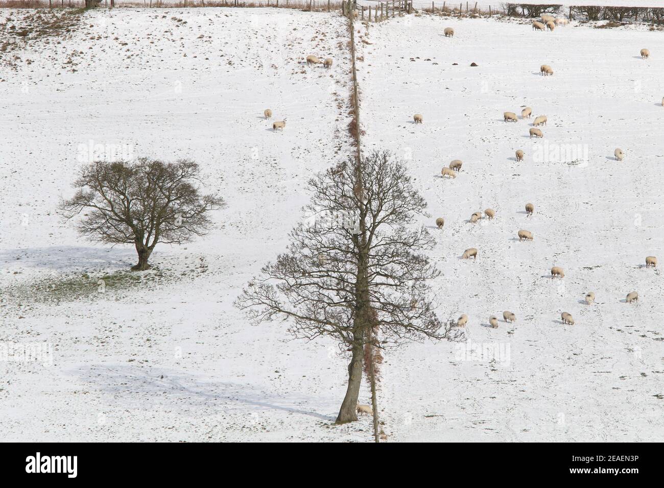 Howardian Hills, North Yorkshire. 09th Feb, 2021. UK Weather: Snow, Walkers and Sheep in Howardian Hills, North Yorkshire, England, UK. 9th February 2021. Credit: Matt Pennington/Alamy Live News Stock Photo