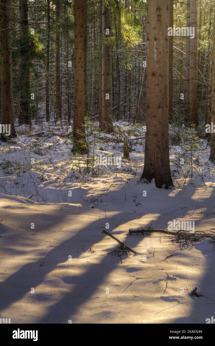 Soft sunlight and shades on snow covered ground in pine forest Stock Photo