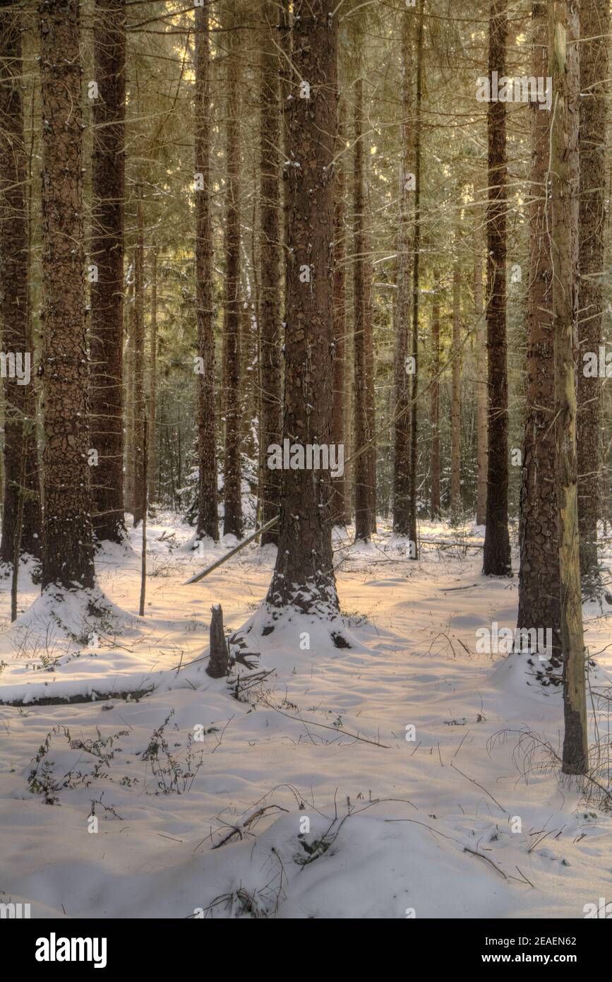 Soft sunlight and shades on snow covered ground in pine forest Stock Photo