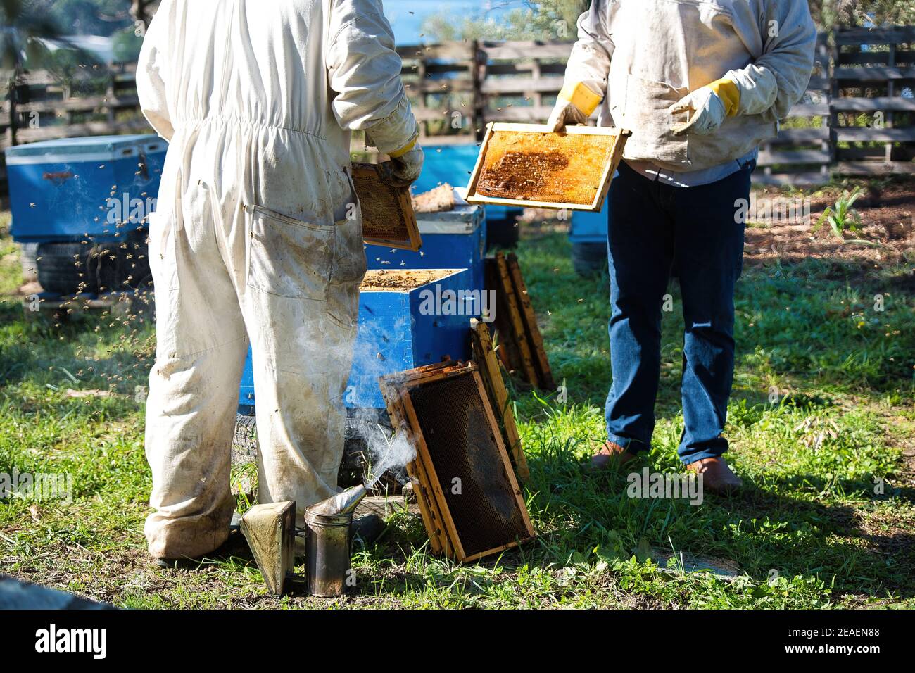 Beekeepers harvesting honey wearing protective clothing Stock Photo Alamy