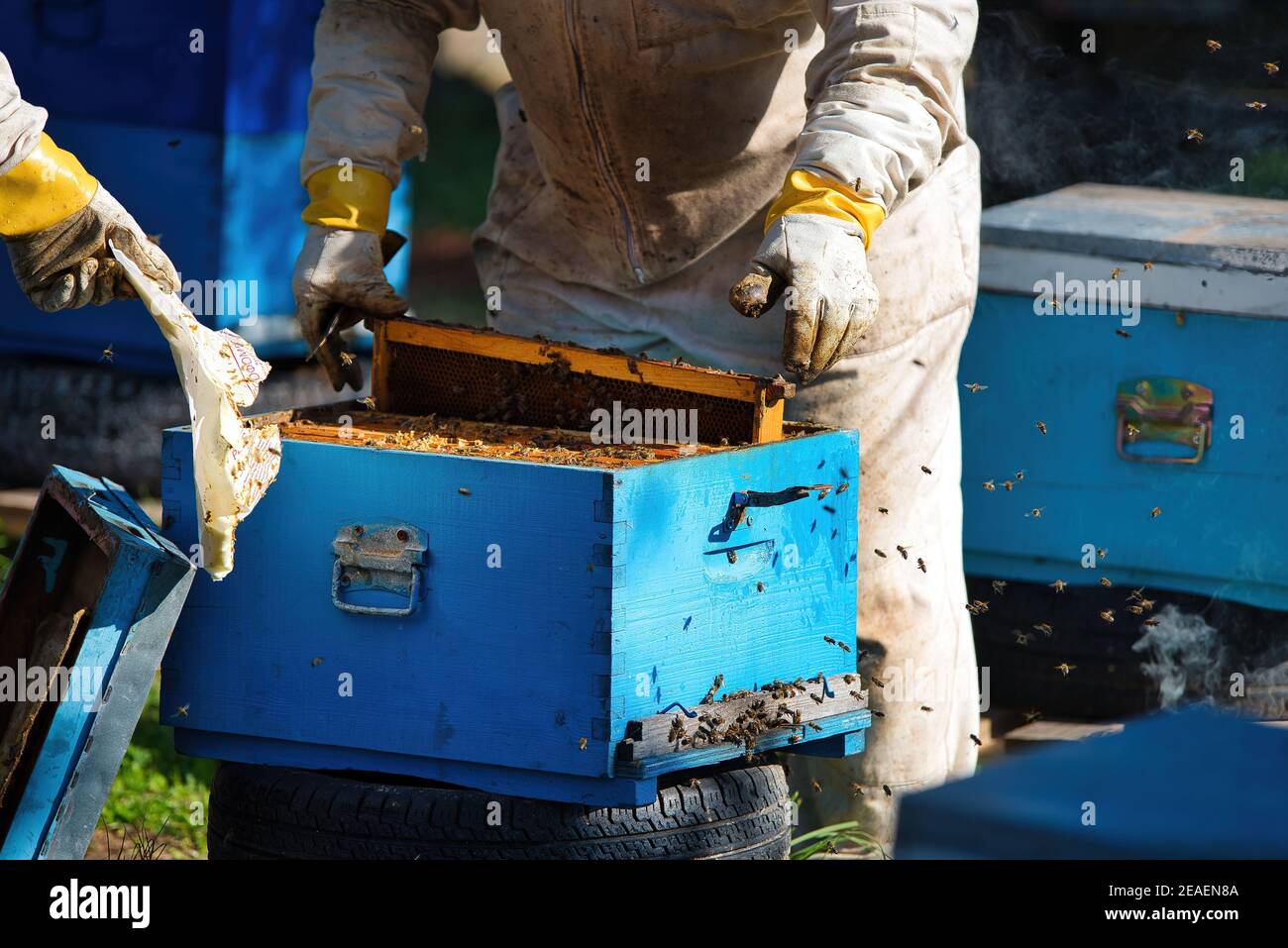 Beekeeper harvesting honey wearing protective clothing Stock Photo Alamy