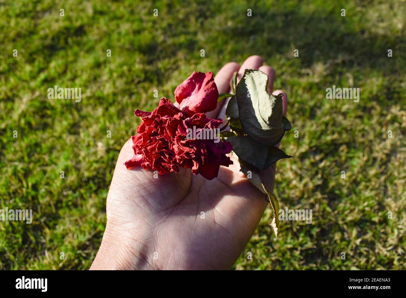Page 3 Desi Flower High Resolution Stock Photography And Images Alamy