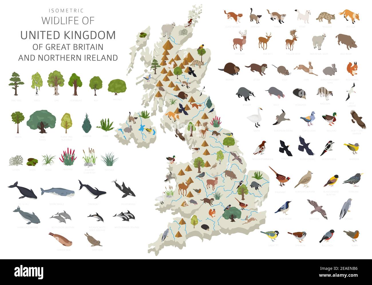 Isometric 3d design of United Kingdom wildlife. Animals, birds and plants constructor elements isolated on white set. Build your own geography infogra Stock Vector