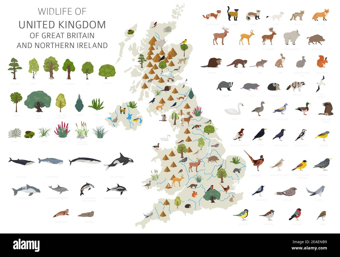 Flat design of United Kingdom wildlife. Animals, birds and plants constructor elements isolated on white set. Build your own geography infographics co Stock Vector