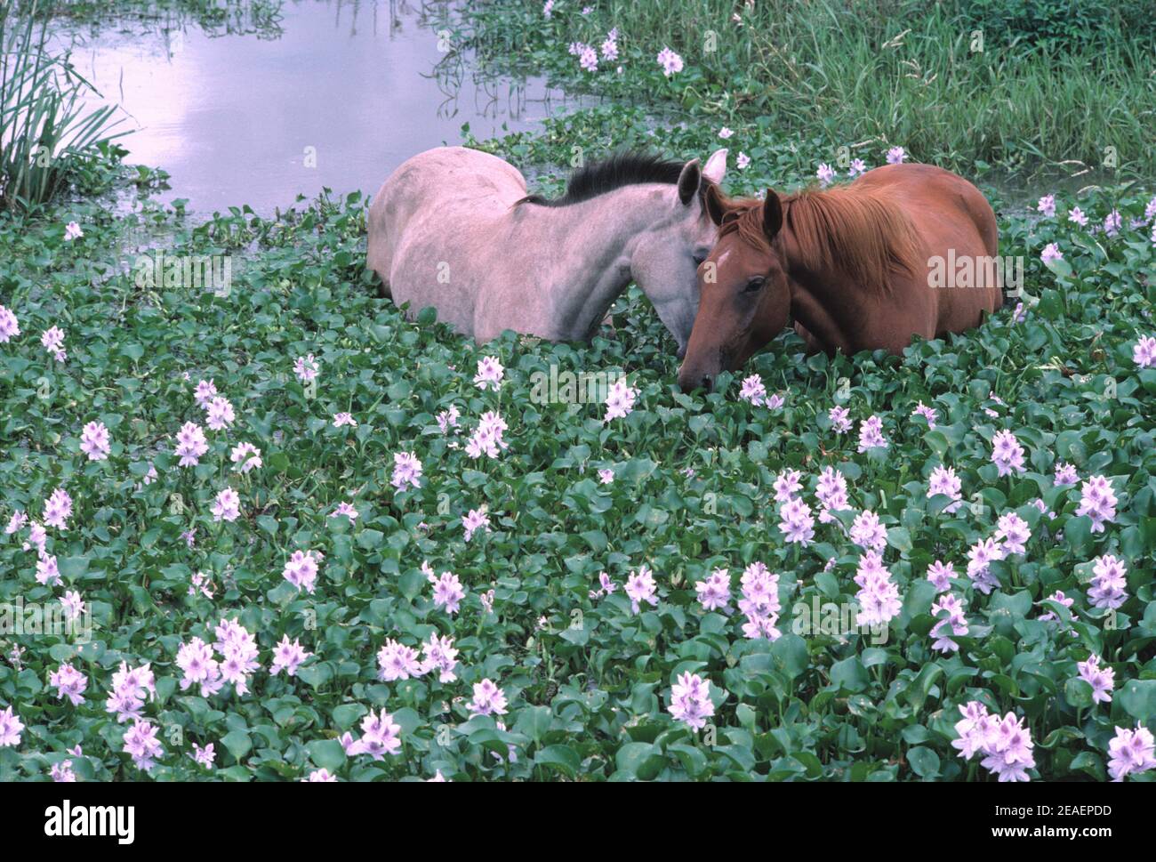 Australia. Queensland. Horses in lagoon. Eating Water Hyachinths (Eichhornia crassipes). Stock Photo