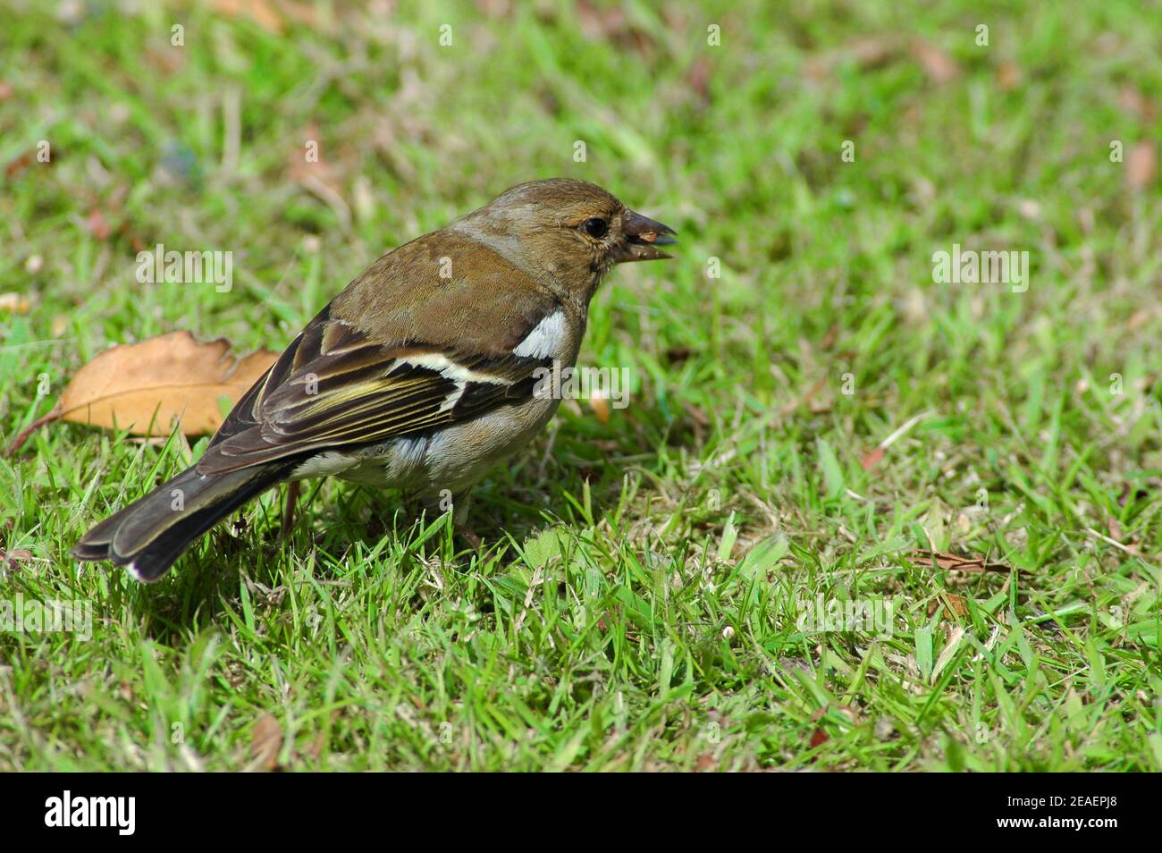 Female Chaffinch, (Fringilla coelebs) eating birdseed on lawn. July.  West Sussex coastal Plain. Breeds April - May.  Lays 4 - 5 blue-brown-white eggs Stock Photo