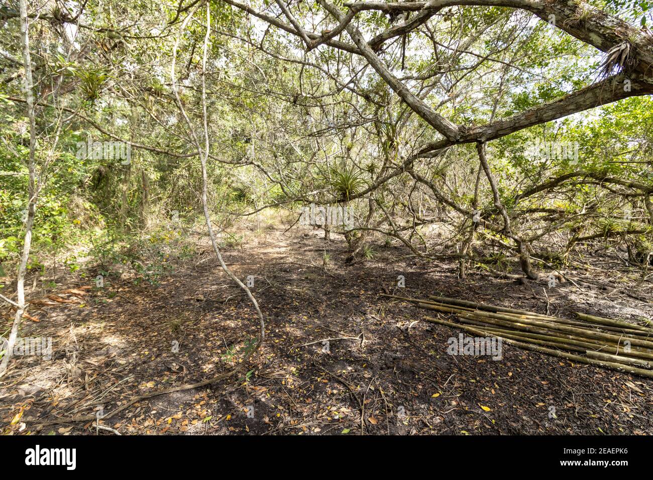 Forest bamboo trees fallen hi-res stock photography and images - Alamy