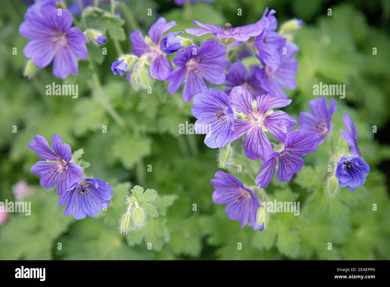 Geranium 'Alan Mayes' at Chatsworth Flower Show 2019 Stock Photo