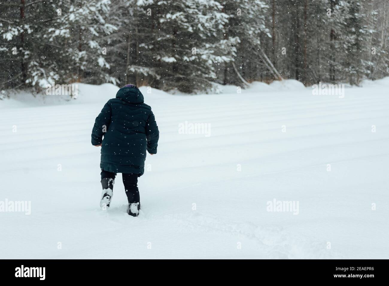 spruce nursery for growing coniferous trees. many small Christmas trees