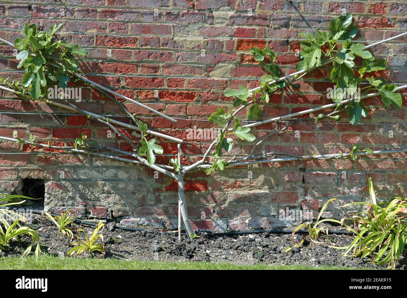 Fig, (Ficus carica) fan shaped trained against west facing wall.  Thrives in any well drained soil.  Pest and disease attack is rare.  Fig trees grown Stock Photo