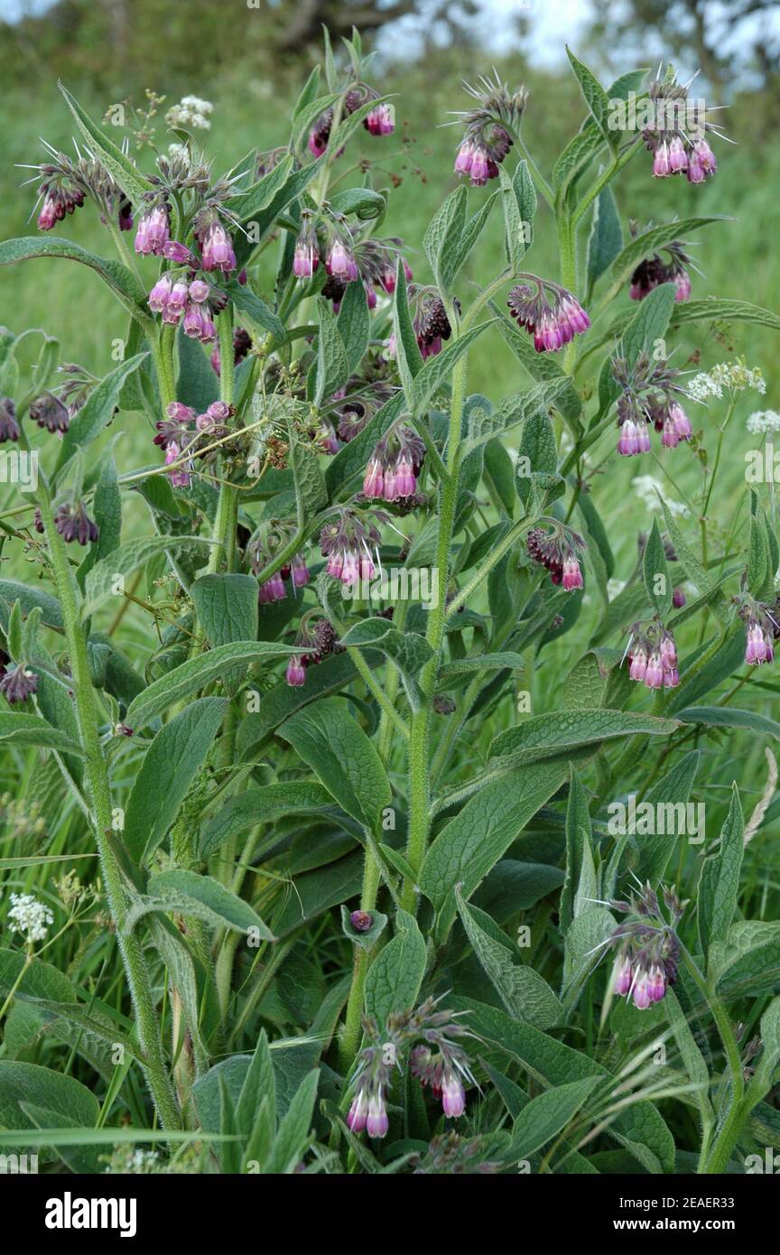Blue Comfrey. (Symphytum officinale x uplandicum.) Also known as Knitbone, or boneset.  'Comfrey' comes from the Latin 'conferre' to bring together. Stock Photo