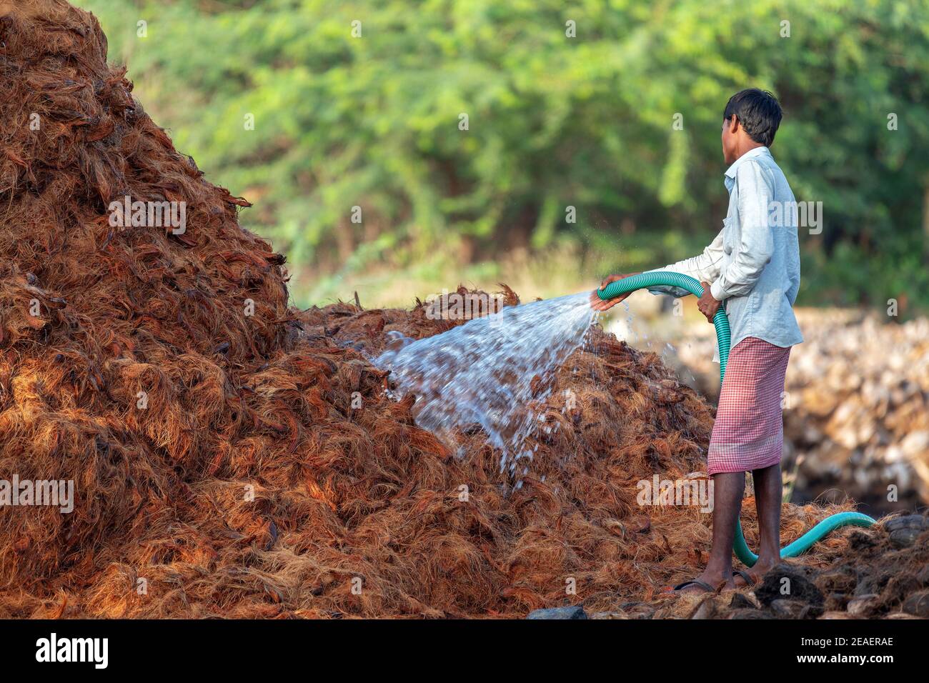 indian farmer watering coconut husk to make coir rope which is made from natural fiber which is extracted from outer husk of coconut Stock Photo