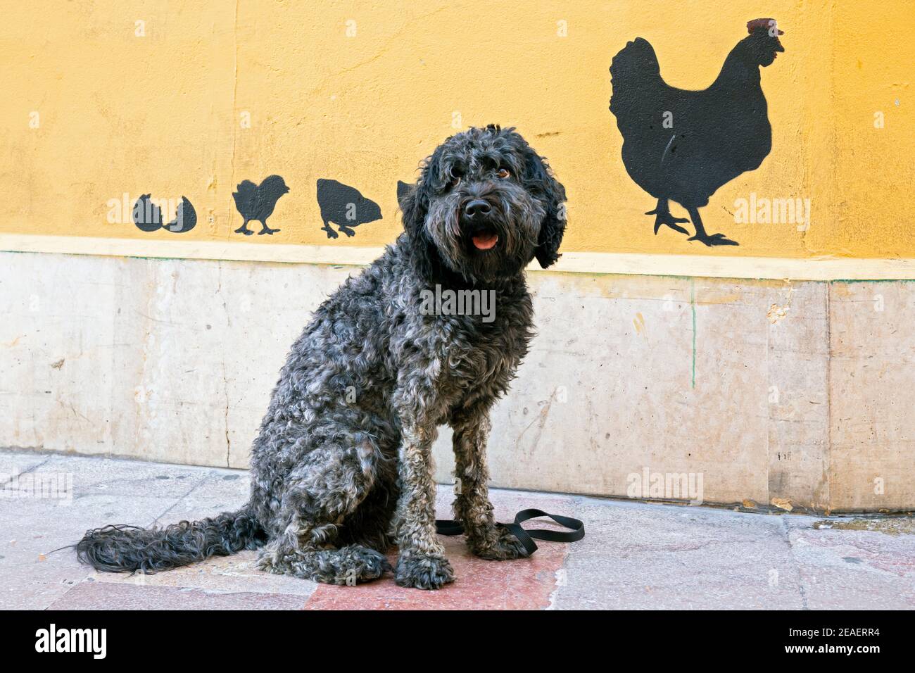 Europe, Spain, Leon, Plaza Torres de Omana, Portuguese Water Dog sitting by chicken graffiti Stock Photo