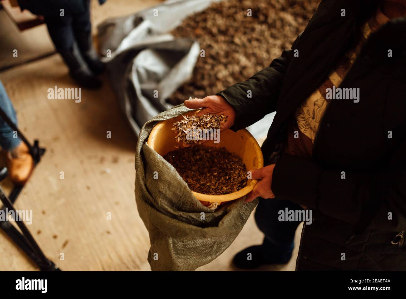 a person holds a handful of seeds in his hand, a large bucket of plant seeds for planting, selection of new varieties of vegetation for breeding Stock Photo
