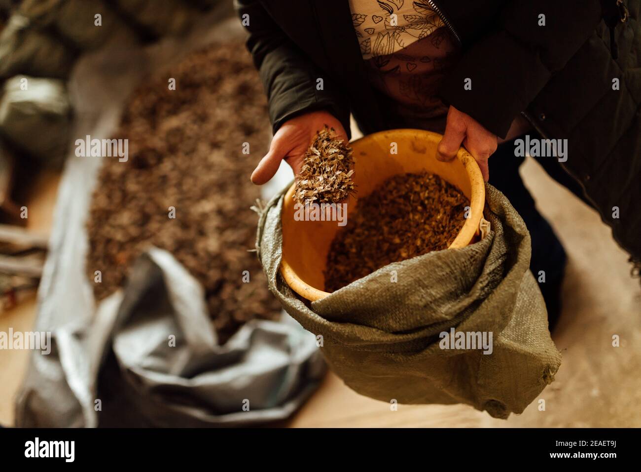a person holds a handful of seeds in his hand, a large bucket of plant seeds for planting, selection of new varieties of vegetation for breeding Stock Photo