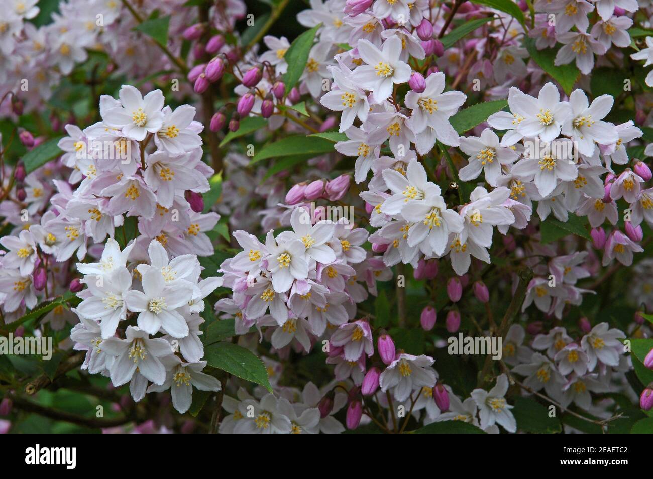 Deutzia scabra 'Plena'.  West Sussex Coastal Plain, 15th May 2006.  Deciduous shrub.  Grows in full sun or partial shade in any well drained soil. Stock Photo