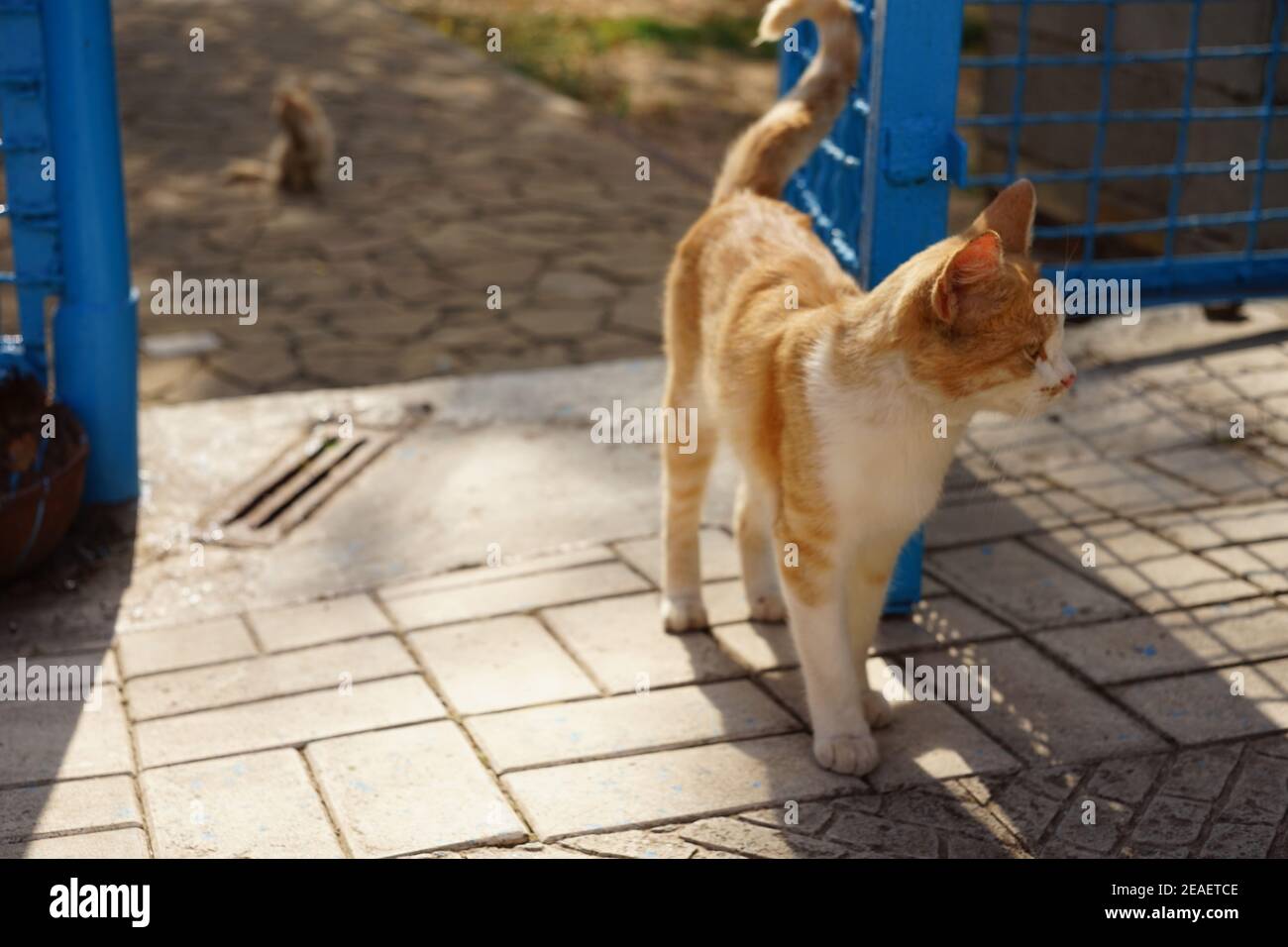 Lovely ginger white cat walks near blue mesh fence Stock Photo - Alamy