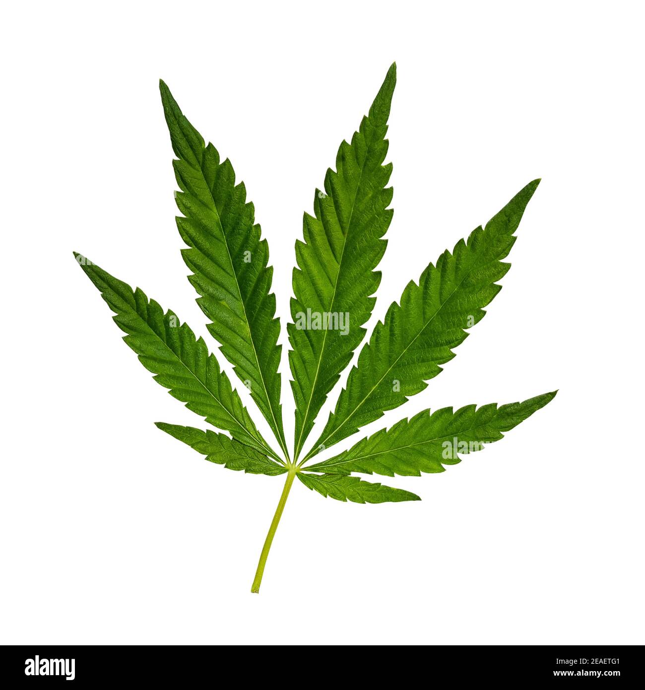 Green Cannabis leaf isolated on white. Hemp leaf cutout close up. Marijuana drugs is produced from Cannabis leaf. Stock Photo