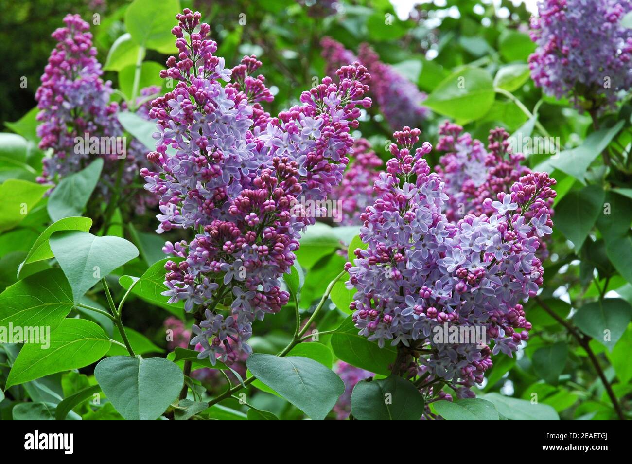 Common Lilac (Syringa vulgaris) Deciduous flowering shrub, with sweet