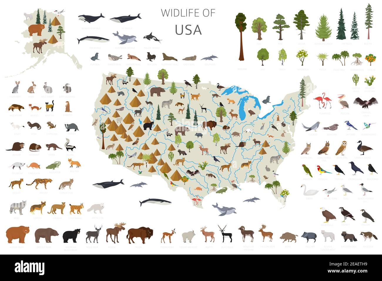 Flat design of USA wildlife. Animals, birds and plants constructor elements isolated on white set. Build your own geography infographics collection. V Stock Vector