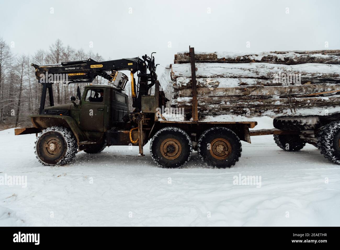 illegal logging, harvesting of wood for the manufacturing industry, transport loaded with felled tree trunks, transportation of wood in winter Stock Photo