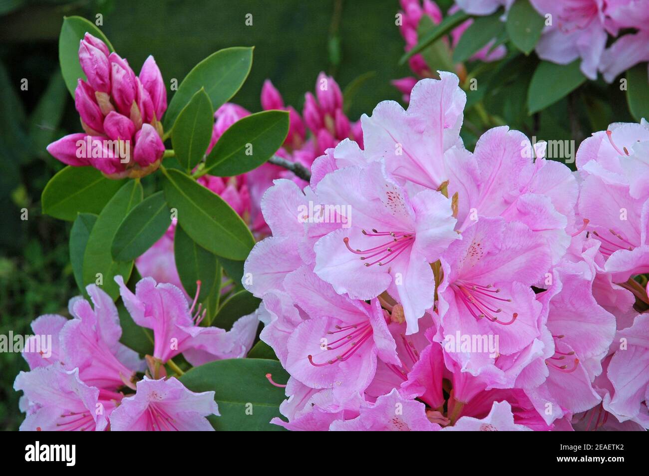 Rhododendron 'English Roseum'  compact, evergreen flowering shrub. Stock Photo