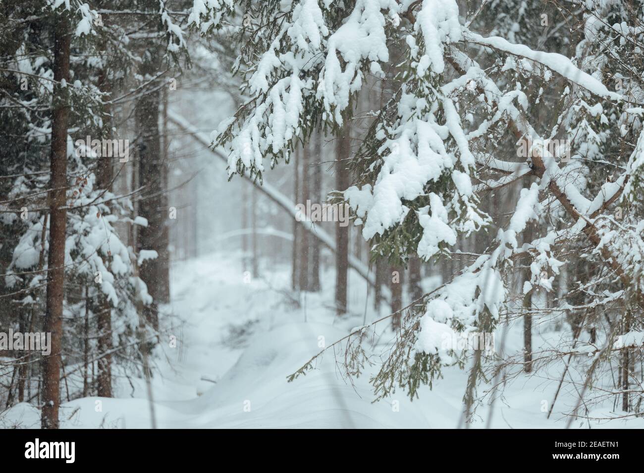 the car got stuck in the winter in the forest, bad weather after a heavy snowfall completely covered the roads, waiting for a tow truck far outside Stock Photo