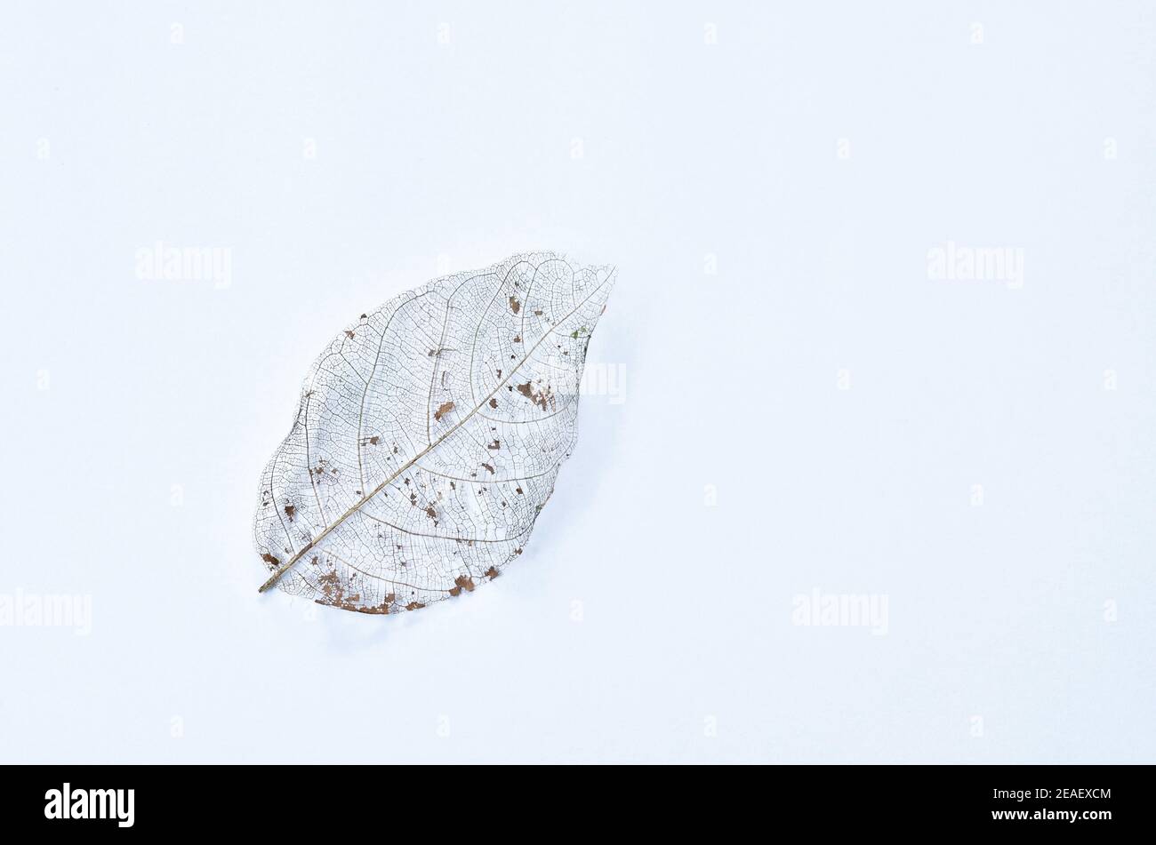 dry leaf decompose structure on white background Stock Photo - Alamy