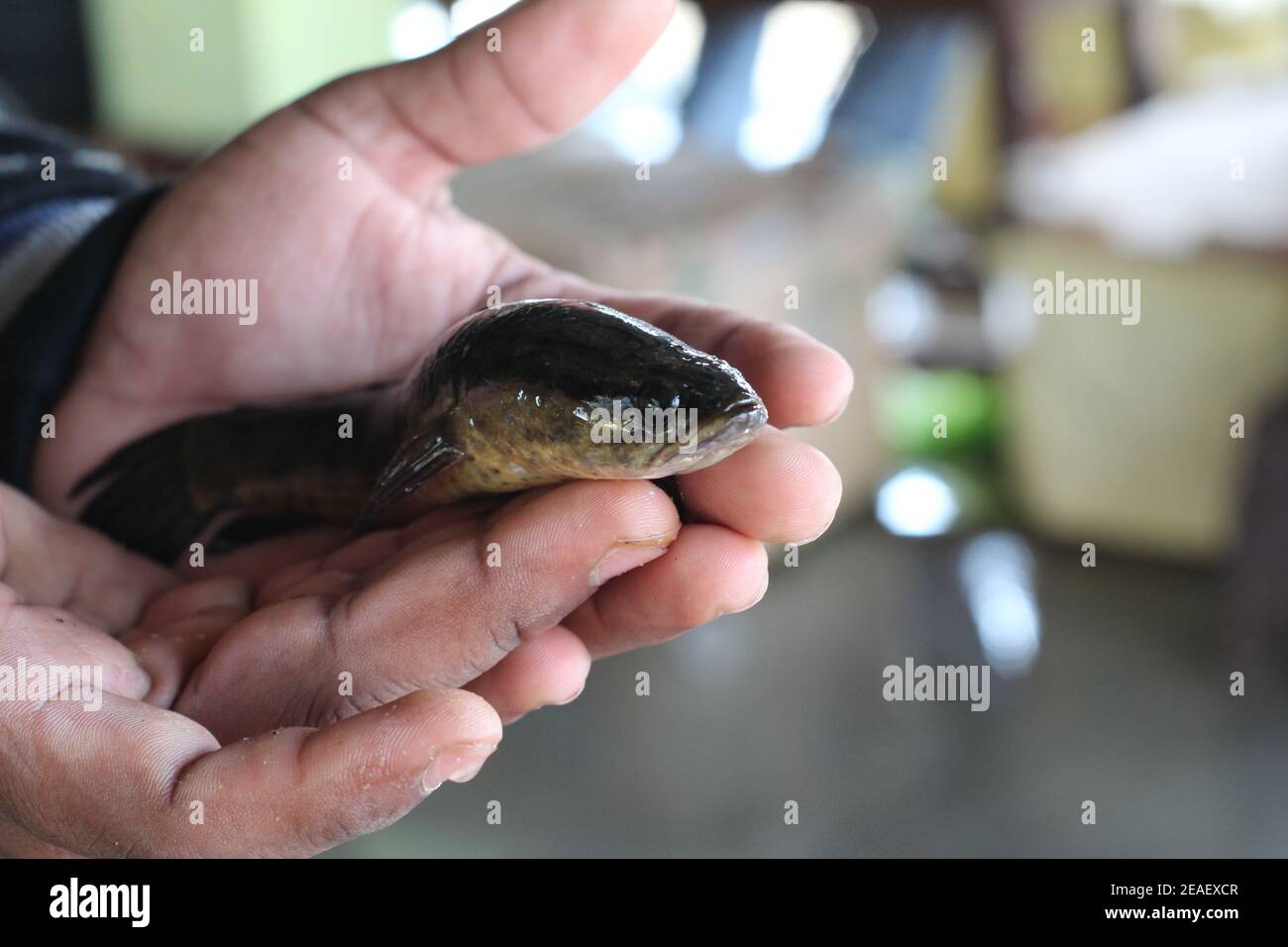 snakehead murrel fish in hand murrel fish culture in india nutrion rich murrel fish in hand in indian fish market Stock Photo