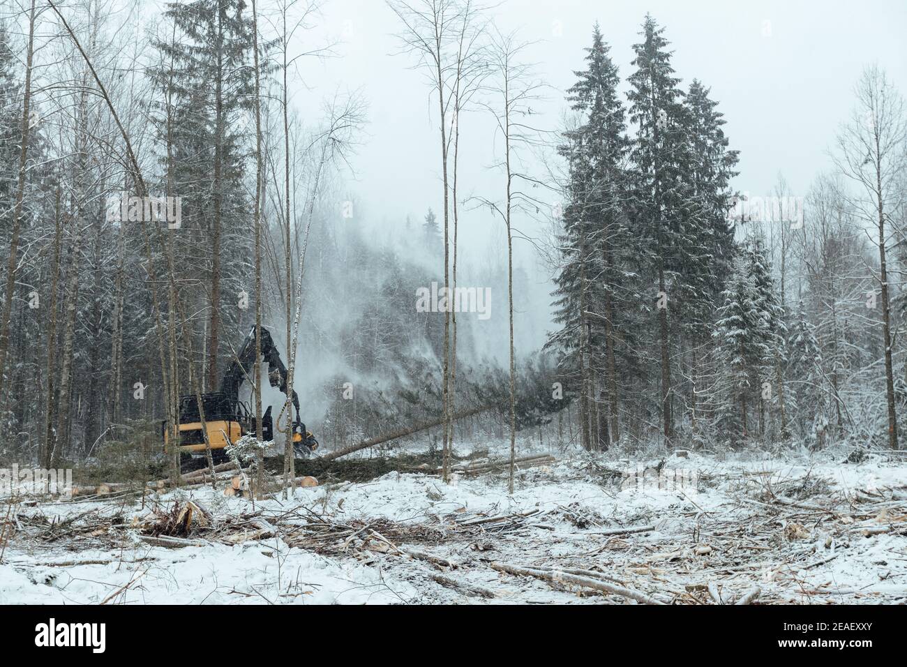 Rainforest logging harvester hi-res stock photography and images - Alamy