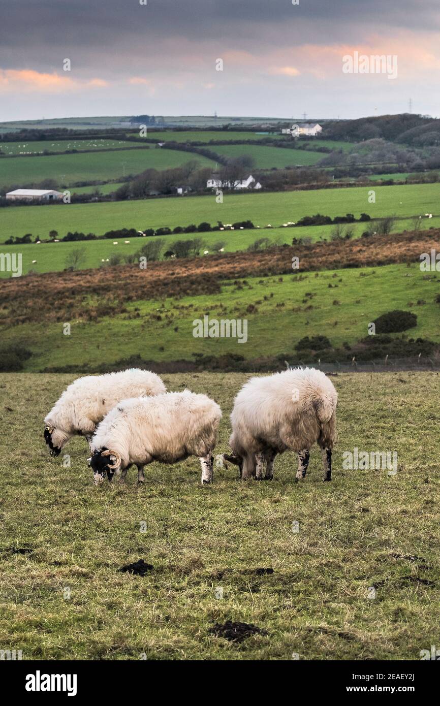 Sheep grazing in a field on Bodmin Moor in Cornwall, UK Stock Photo Alamy