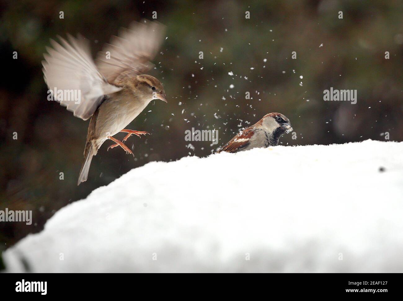 Berlin, Germany. 09th Feb, 2021. Berlin sparrows forage on the snow-covered tables of a restaurant in the Nikolaiviertel in the Mitte district in temperatures around minus 10 degrees Celsius. Credit: Wolfgang Kumm/dpa/Alamy Live News Stock Photo