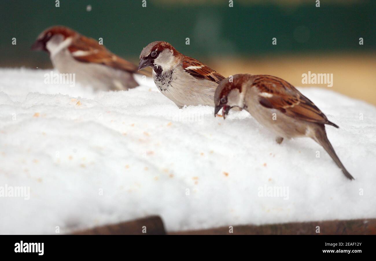 Berlin, Germany. 09th Feb, 2021. Berlin sparrows forage on the snow-covered tables of a restaurant in the Nikolaiviertel in the Mitte district in temperatures around minus 10 degrees Celsius. Credit: Wolfgang Kumm/dpa/Alamy Live News Stock Photo