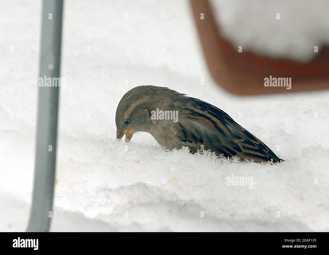 Berlin, Germany. 09th Feb, 2021. A sparrow searches for food on the snow-covered tables of a restaurant in the Nikolaiviertel in the Mitte district in temperatures around minus 10 degrees Celsius. Credit: Wolfgang Kumm/dpa/Alamy Live News Stock Photo