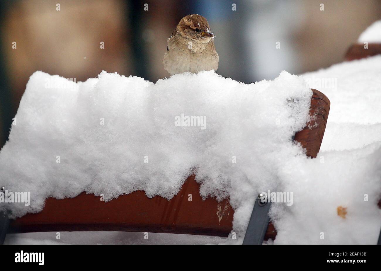 Berlin, Germany. 09th Feb, 2021. A sparrow searches for food on the snow-covered tables of a restaurant in the Nikolaiviertel in the Mitte district in temperatures around minus 10 degrees Celsius. Credit: Wolfgang Kumm/dpa/Alamy Live News Stock Photo